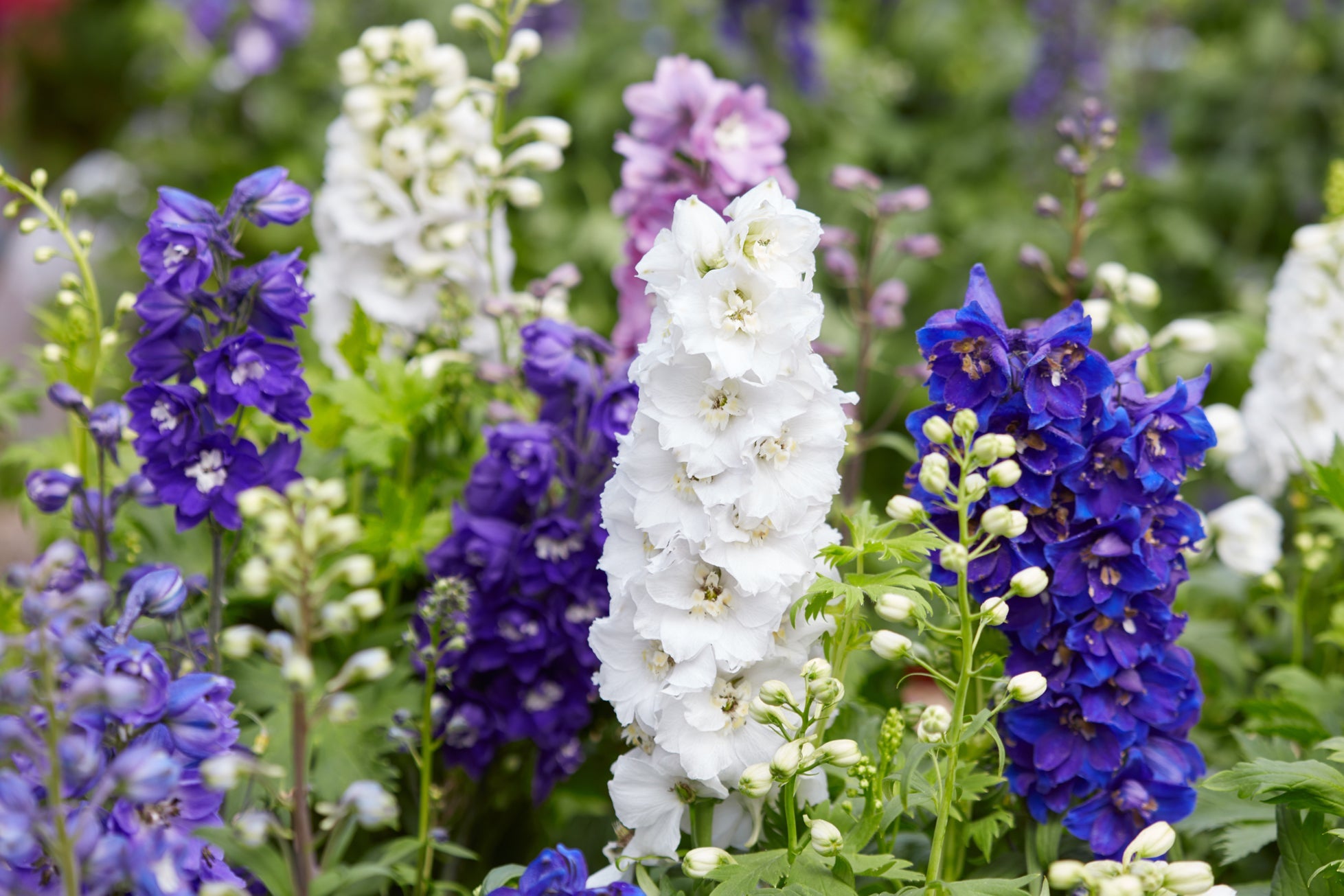 white and purple flowering delphiniums growing outdoors in a flower bed