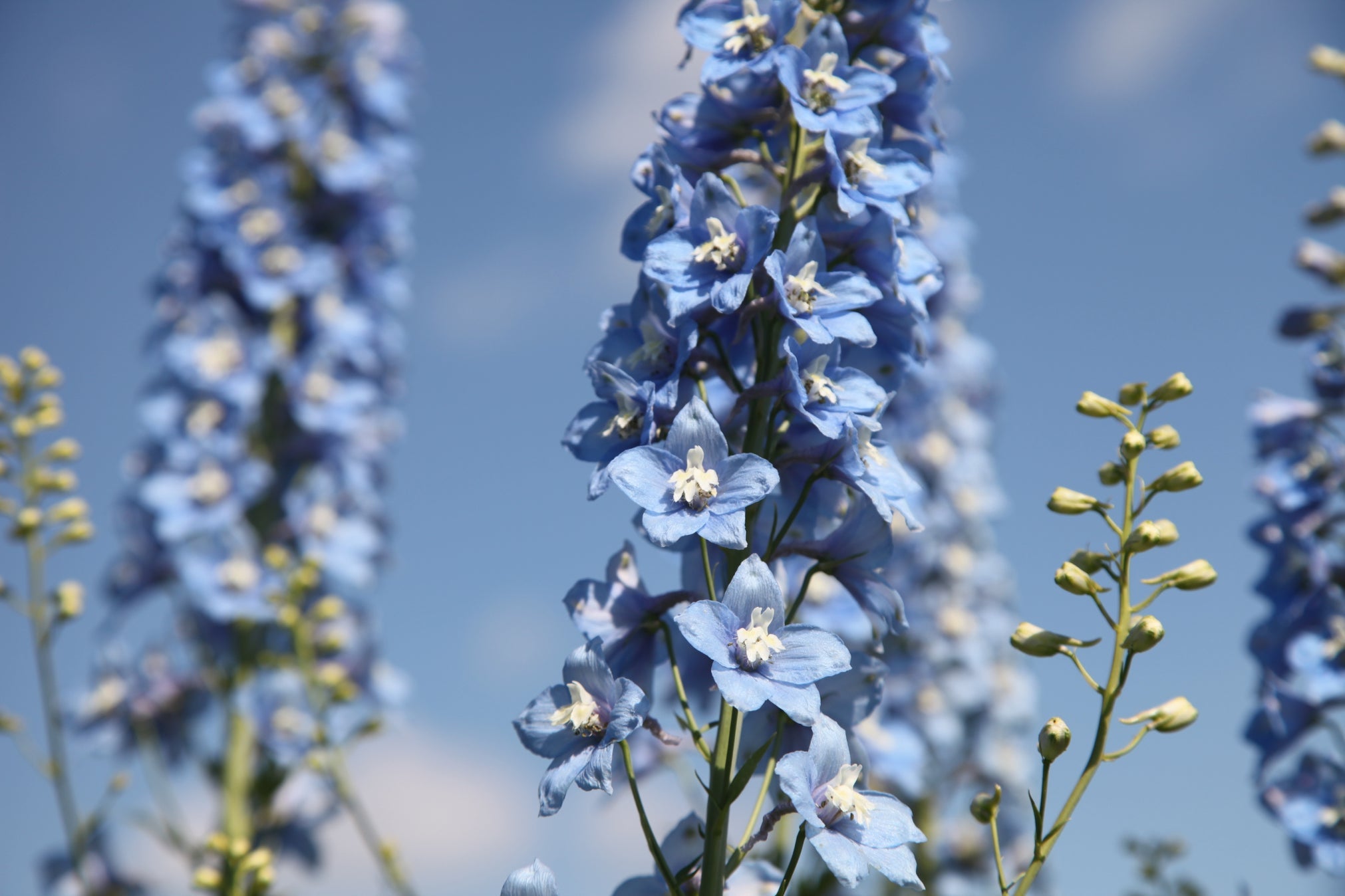 blue flowering delphiniums growing in front of a blue sky