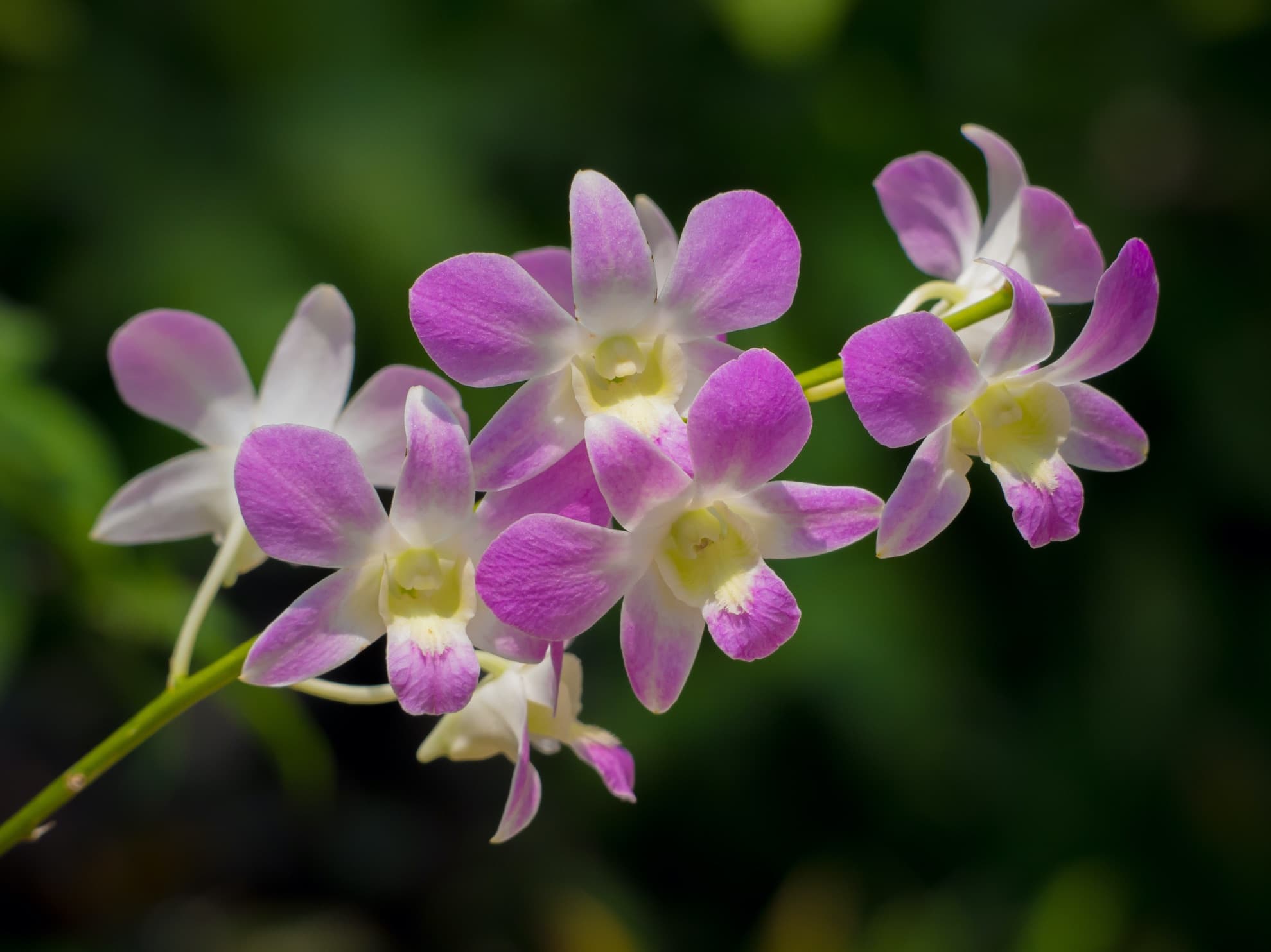 purple dendrobium flowers in singapore