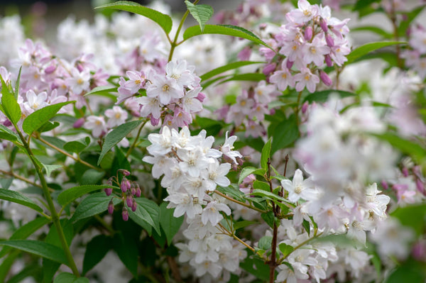 Deutzia Can Be Grown To Fill Beds, Create Borders Or Plant On Slopes ...