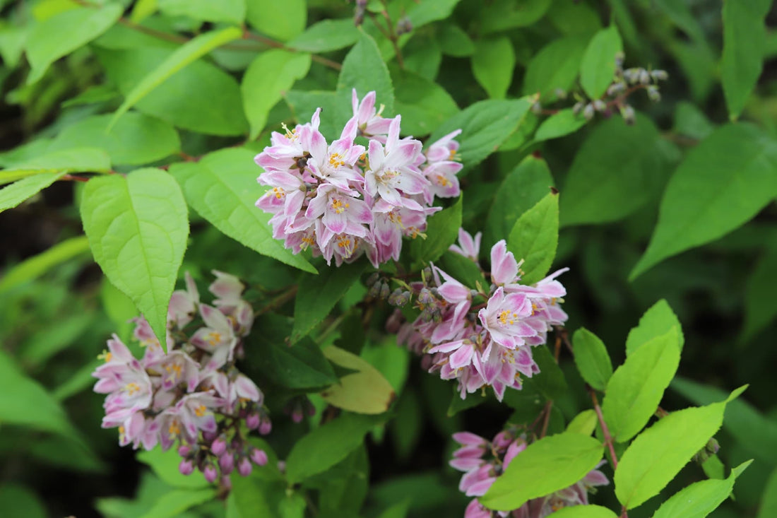 Deutzia shrub with lanceolate leaves and pale pink clusters of flowers