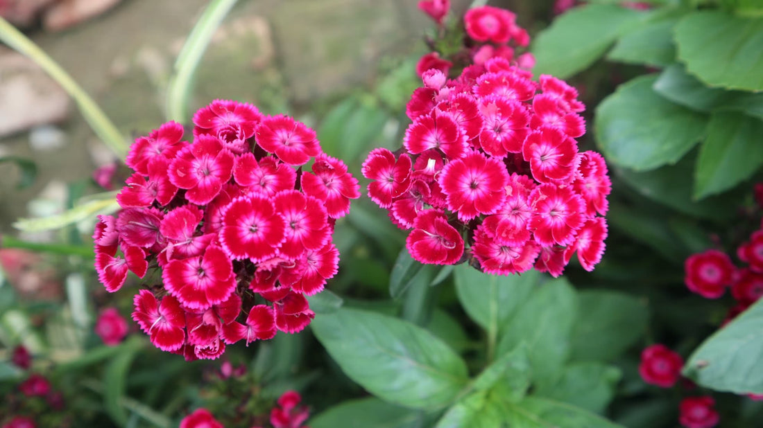 deep red and pink coloured dianthus in a garden border