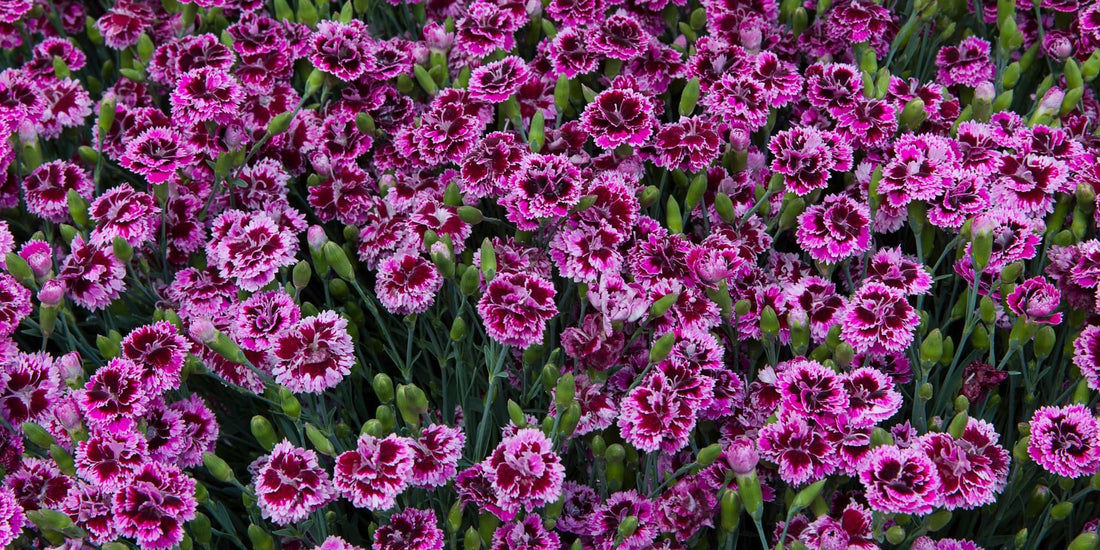 dianthus lilac eye carnation flowers
