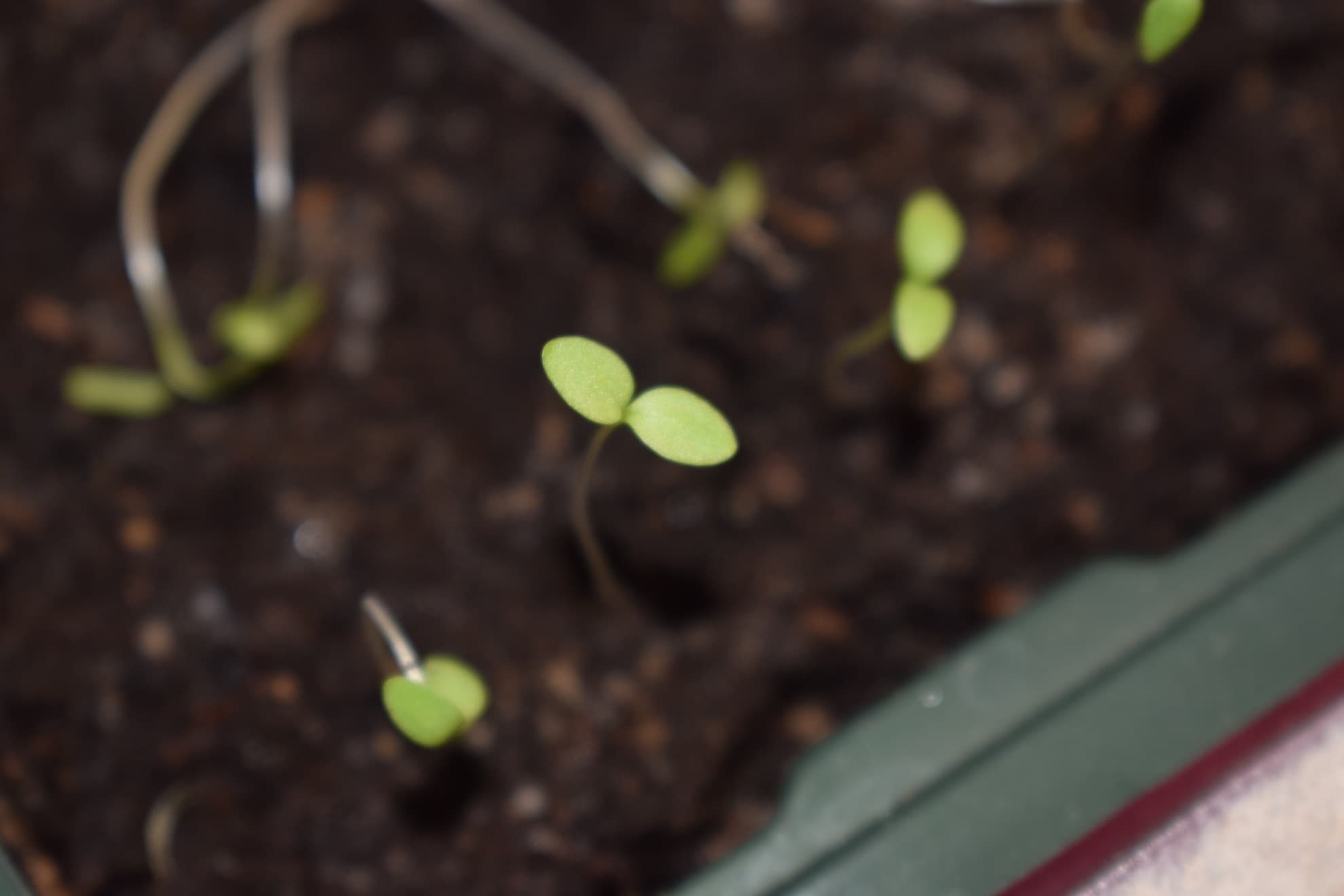 dianthus seedlings in a tray
