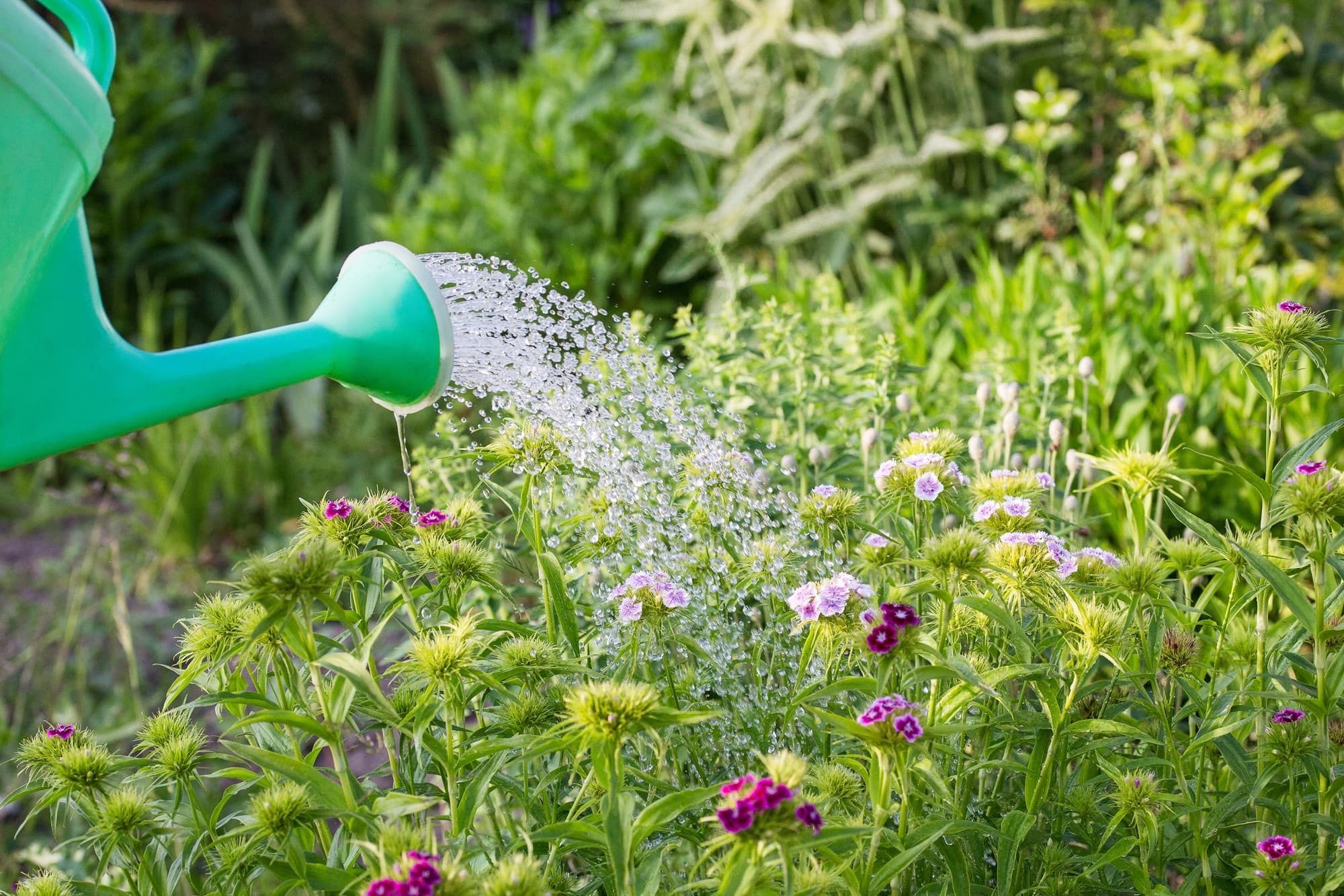 water being poured onto flowering dianthus from a green watering can