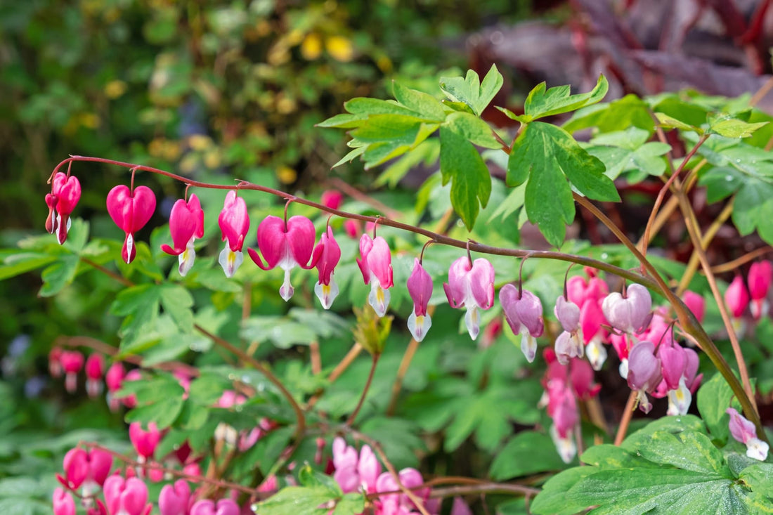 hanging heart-shaped flowers of Lamprocapnos spectabilis in shades of pink
