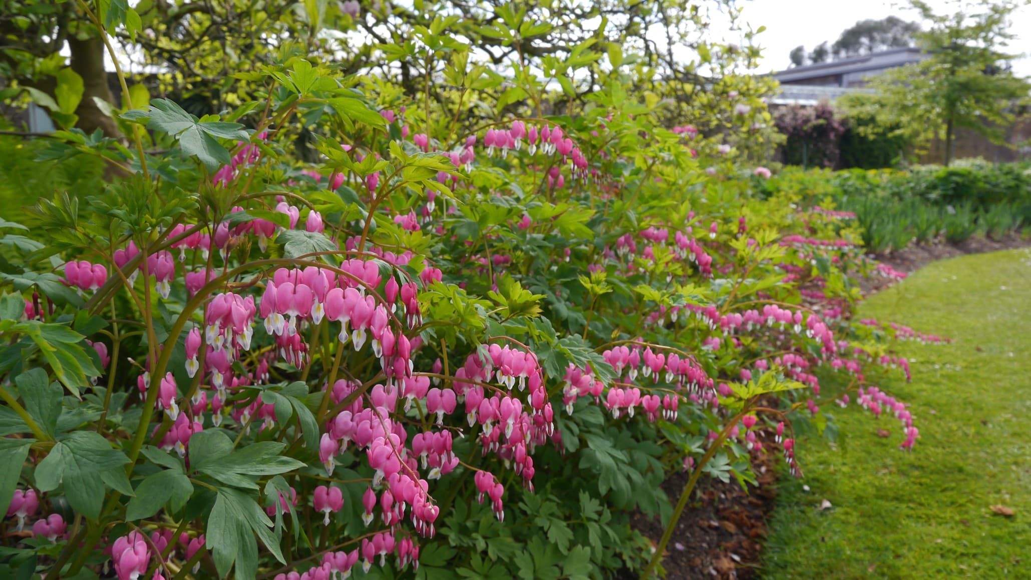 bushy overgrown Dicentra spectabilis with bright pink flowers