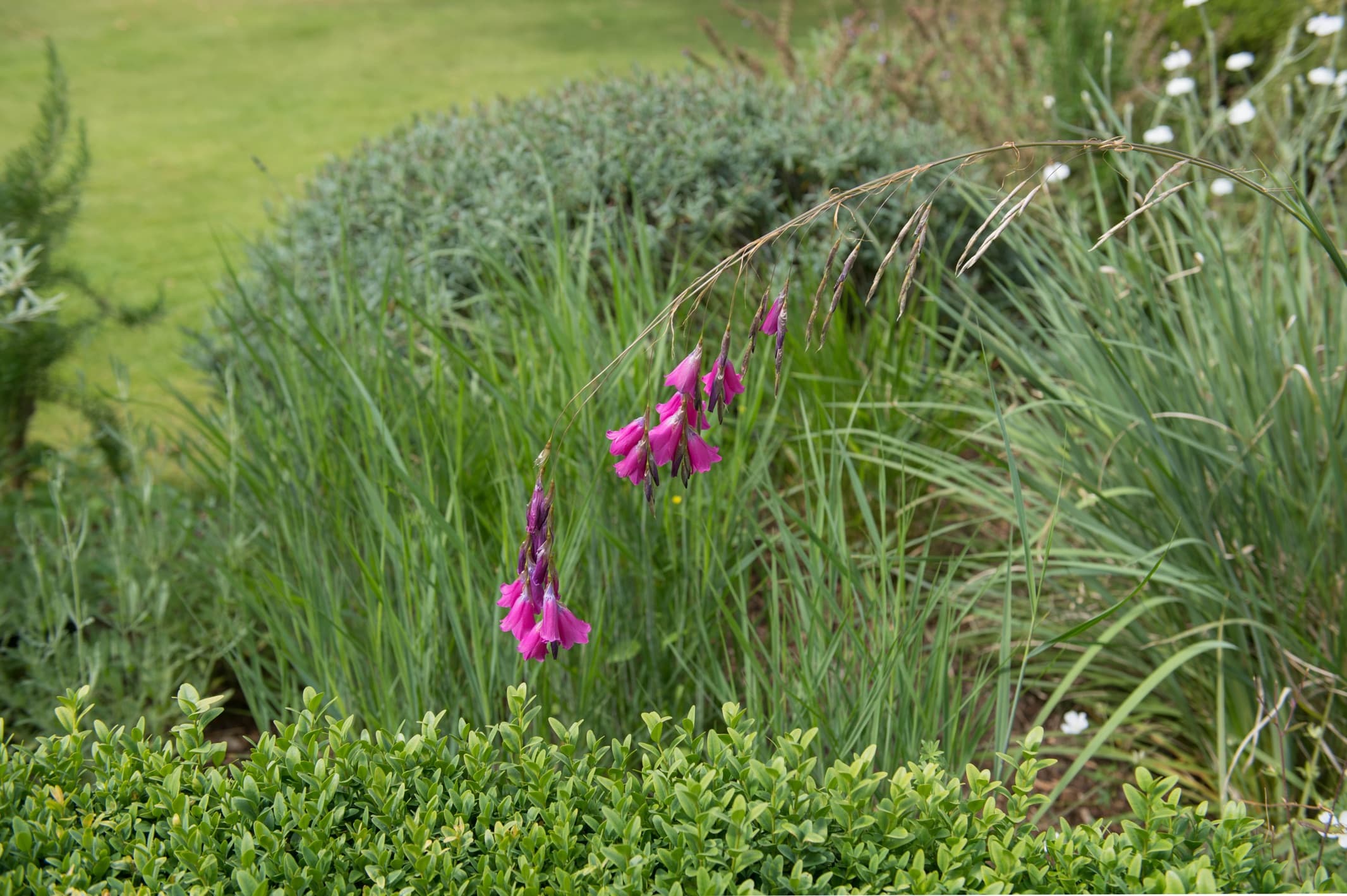 hanging pink flowers of Dierama pulcherrimum in a very grassy area