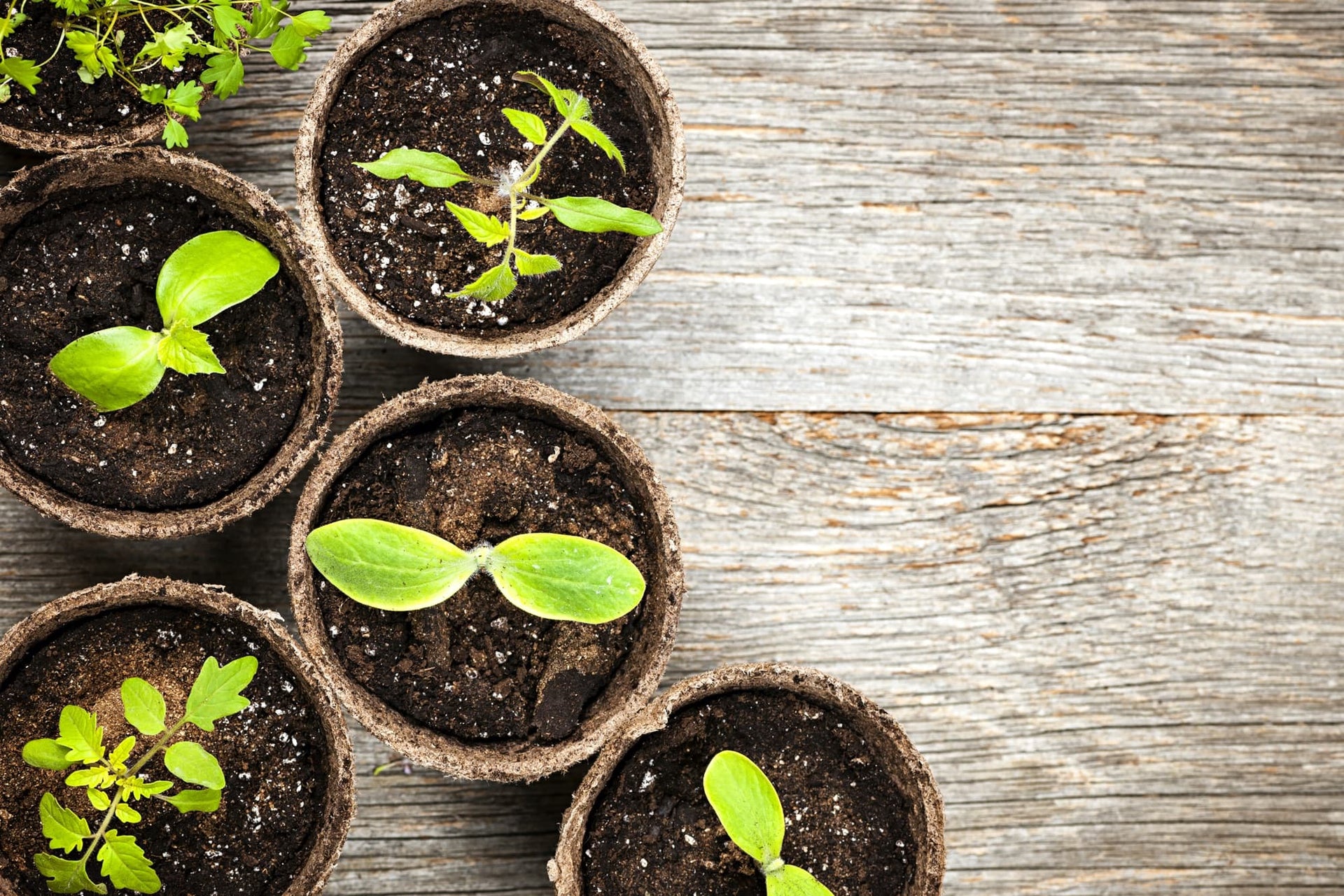 5 Ingenious DIY Potting Soil Recipes With Tips From Sarah Gerrard-Jones |  Horticulture.co.uk