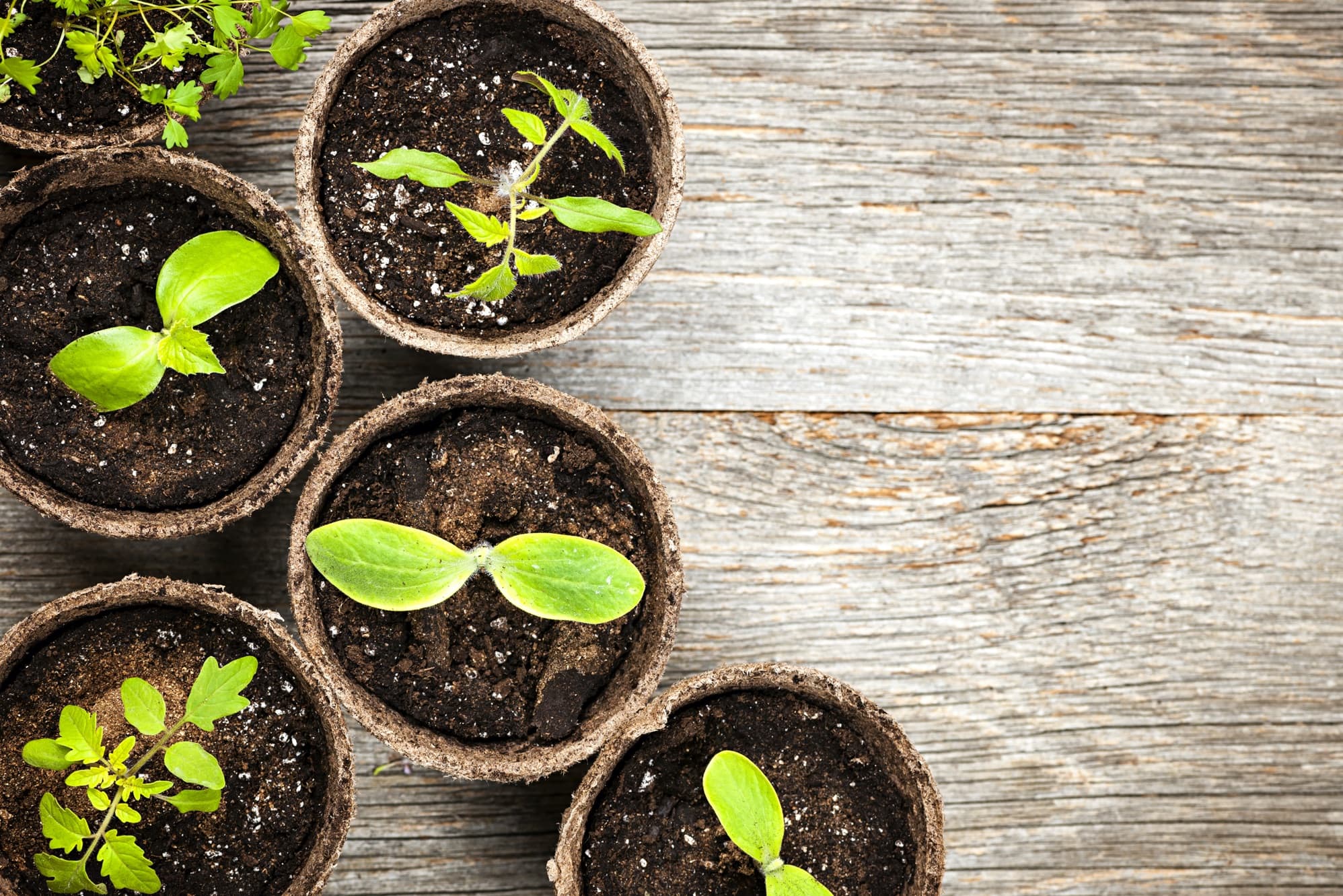 green seedlings growing in pots on a wooden table