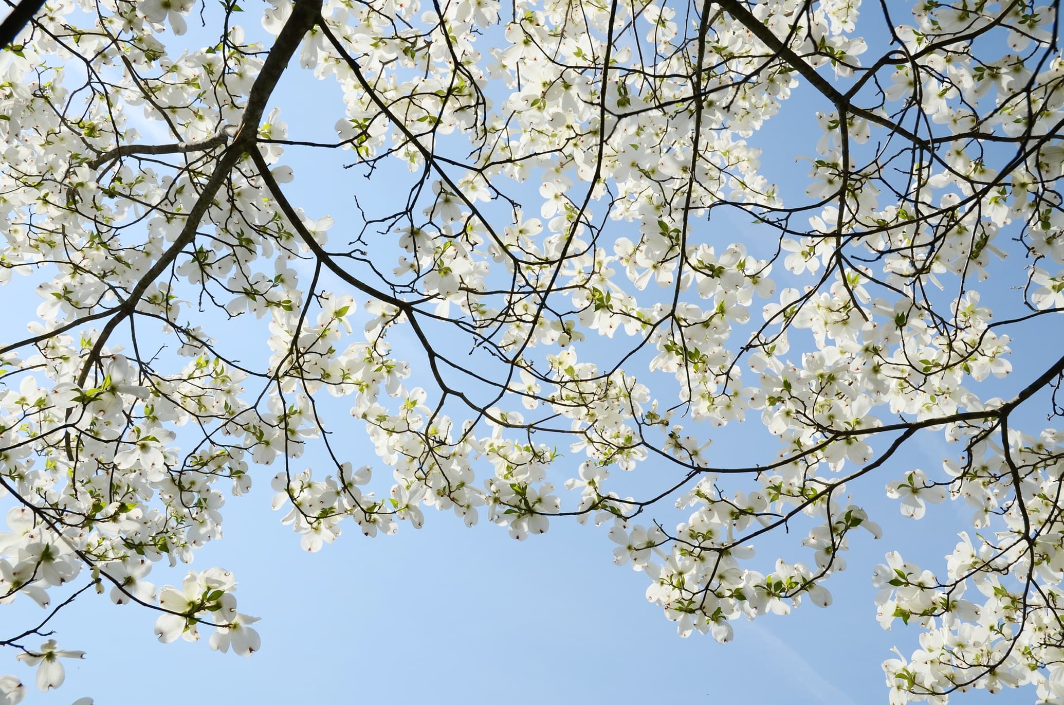 white flowering dogwood tree against backdrop of a blue sky