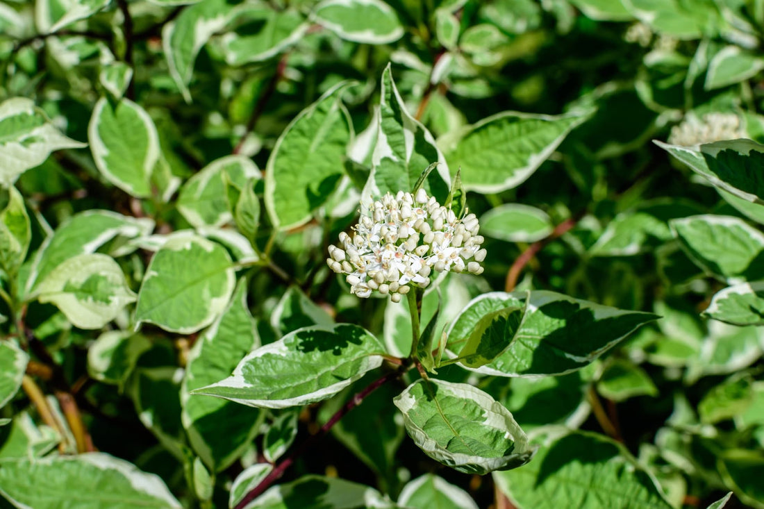 Cornus alba 'Elegantissima' shrub with variegated green and white leaves and creamy flowering clusters