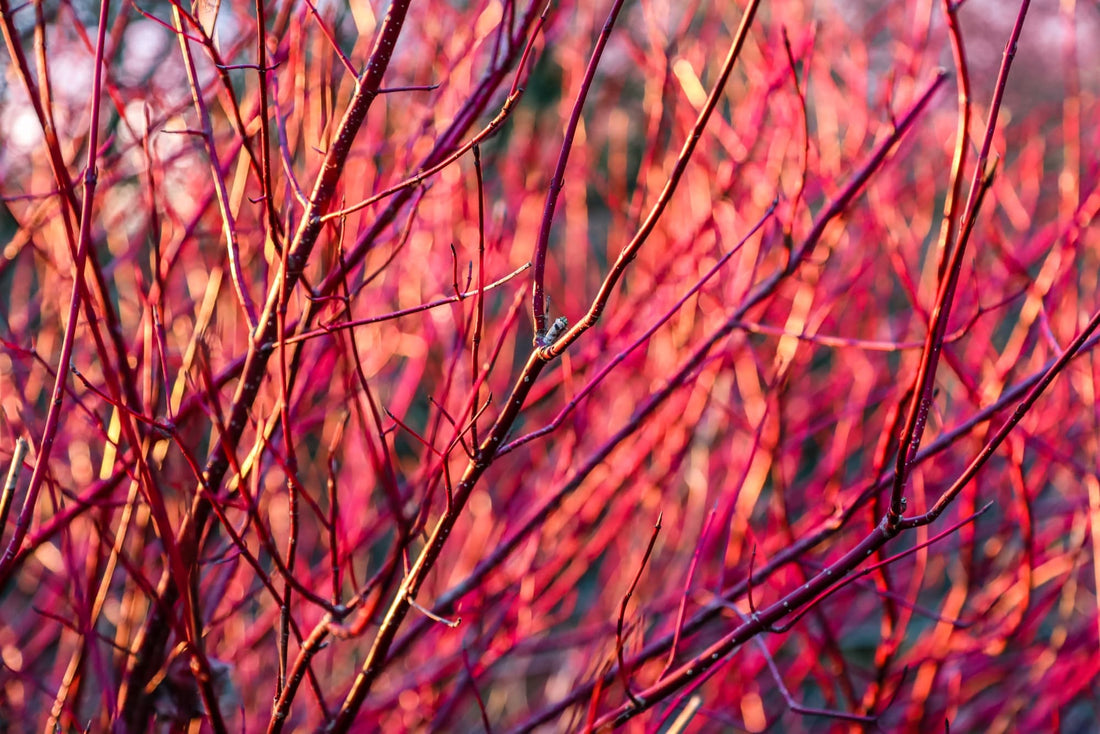 red branches from a cornus sanguines shrub growing outdoors
