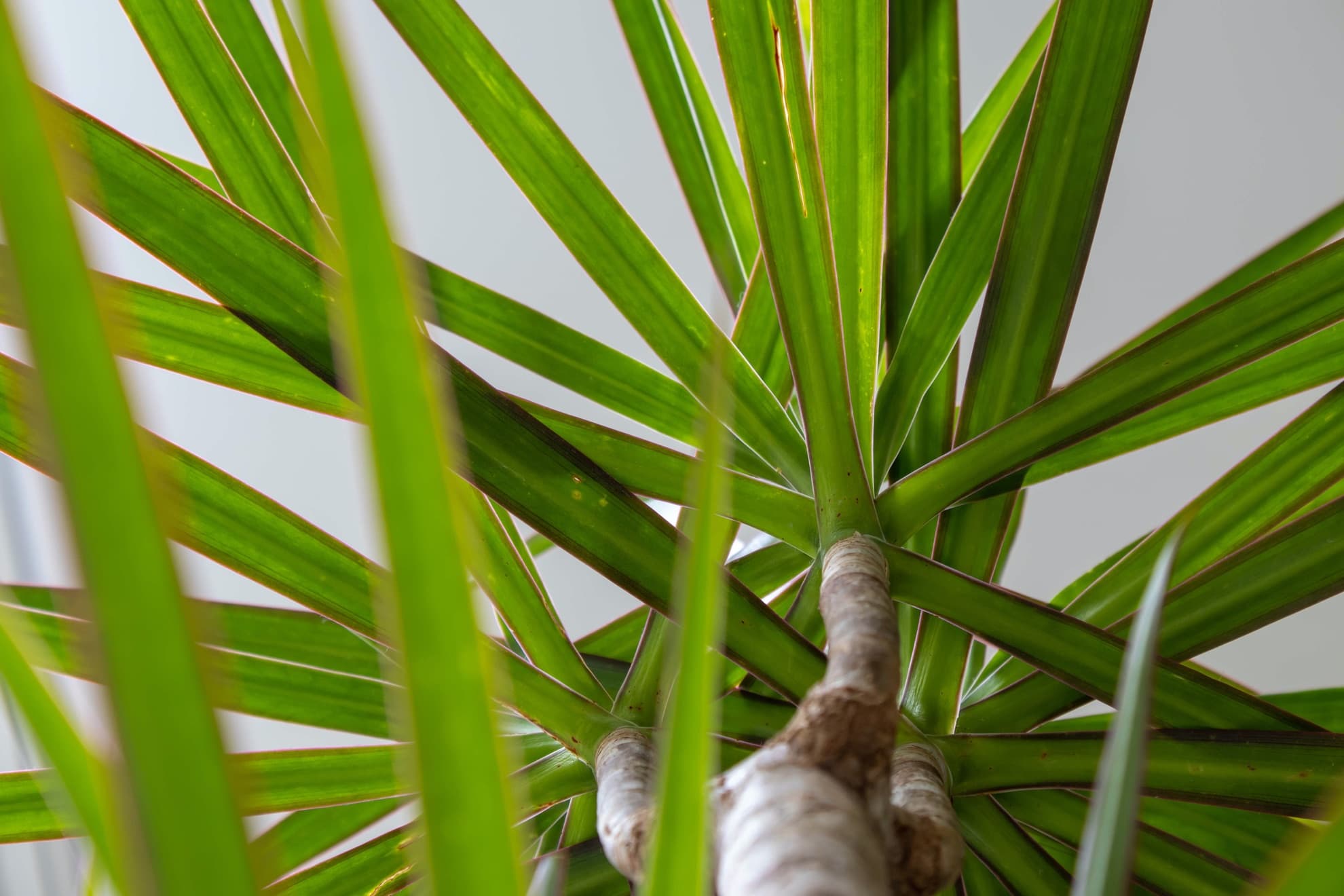 leaves and trunk of Dracaena marginata with white background