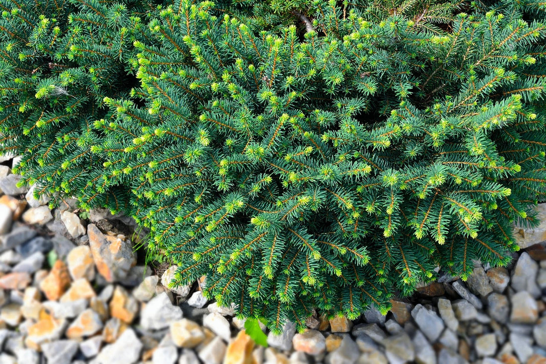 Green serbian spruce karel in a rocky bed