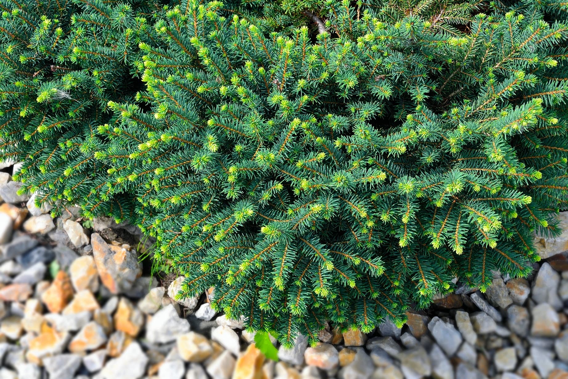 Green serbian spruce karel in a rocky bed