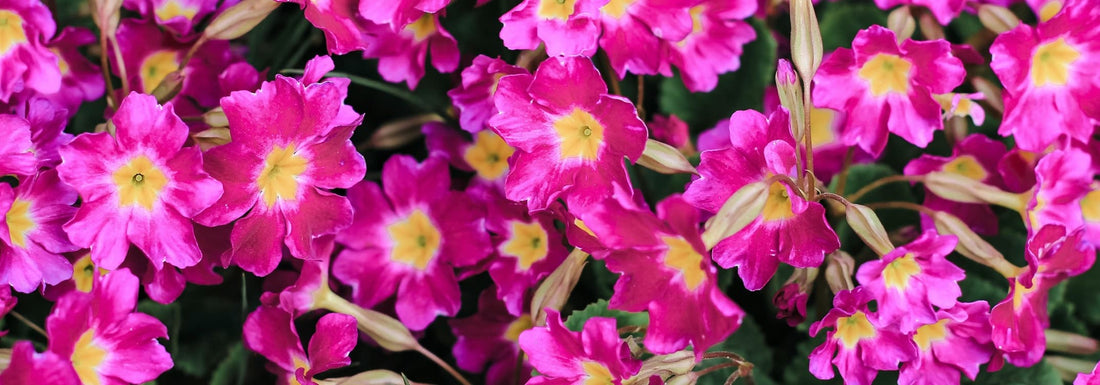 pink primrose flowers