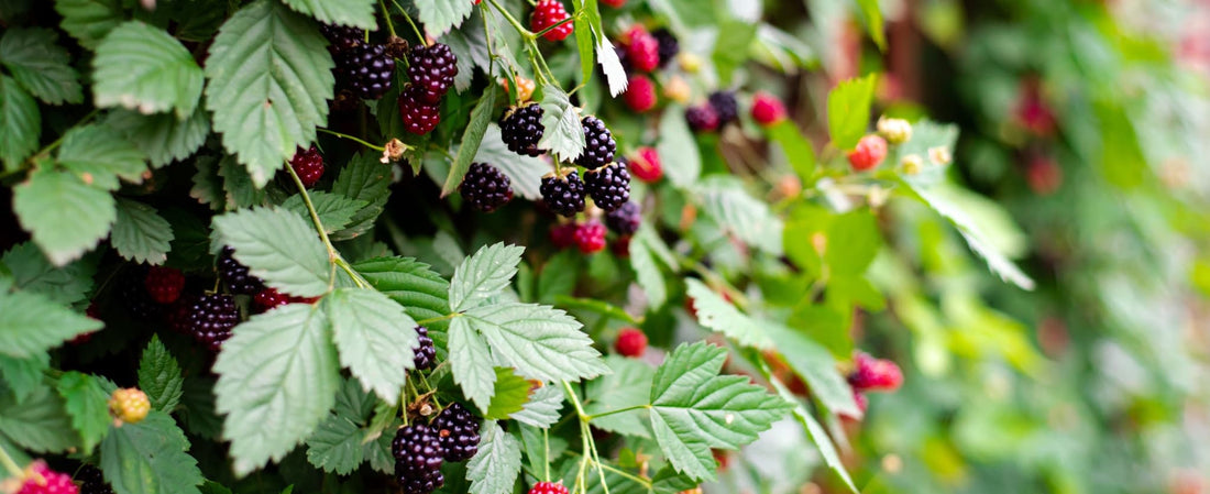 ripening blackberries growing vertically against a fence