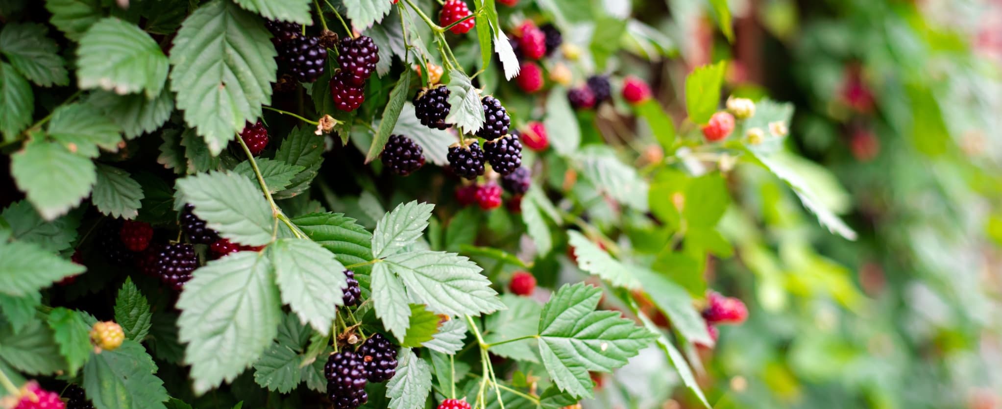 ripening blackberries growing vertically against a fence