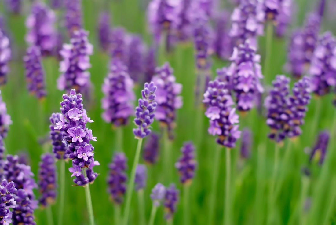 purple flowering English lavender growing in a field outside