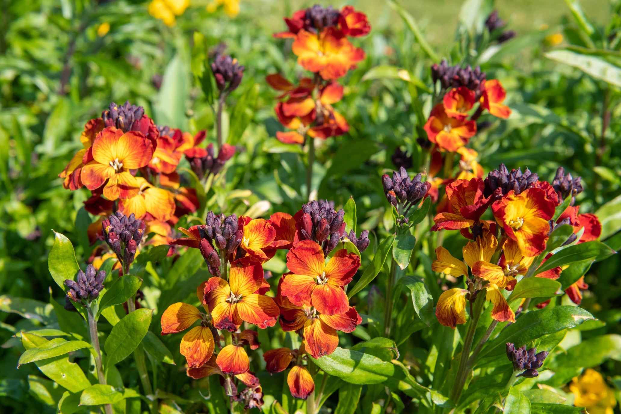 orange and yellow flowering erysimum plants growing next to each other outside