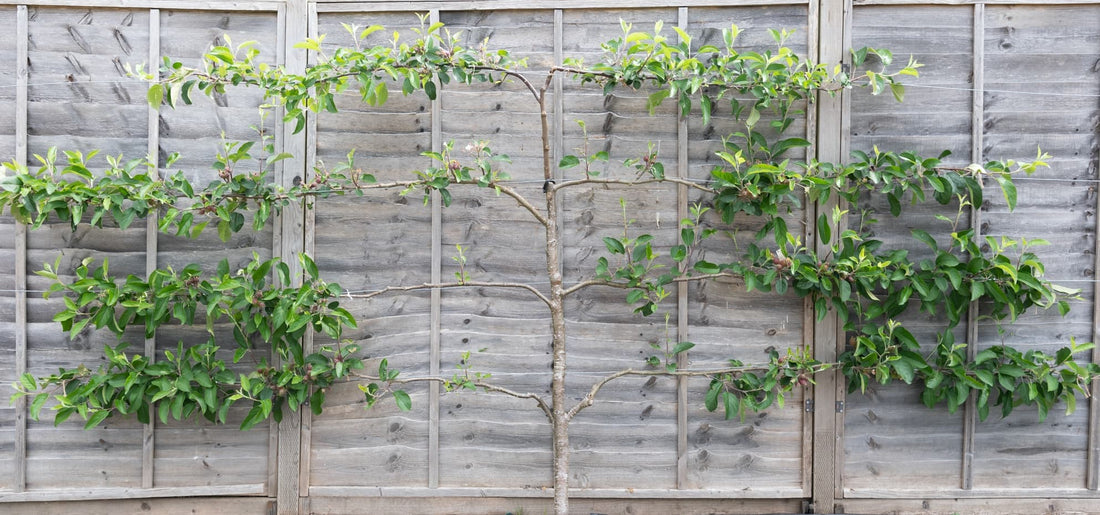 an espalier fruit tree trained against a grey fence