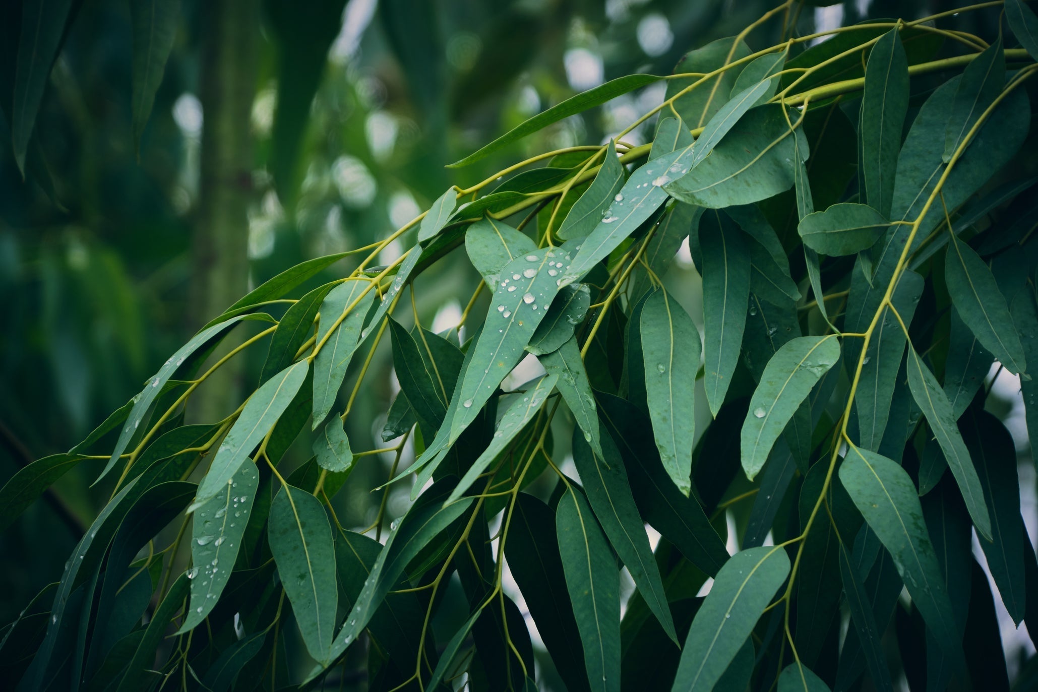 The dark green foliage from a eucalyptus tree