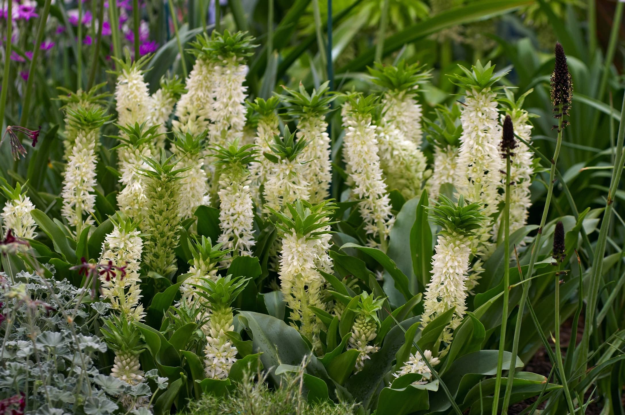 Eucomis 'Alba' Pinapple lily