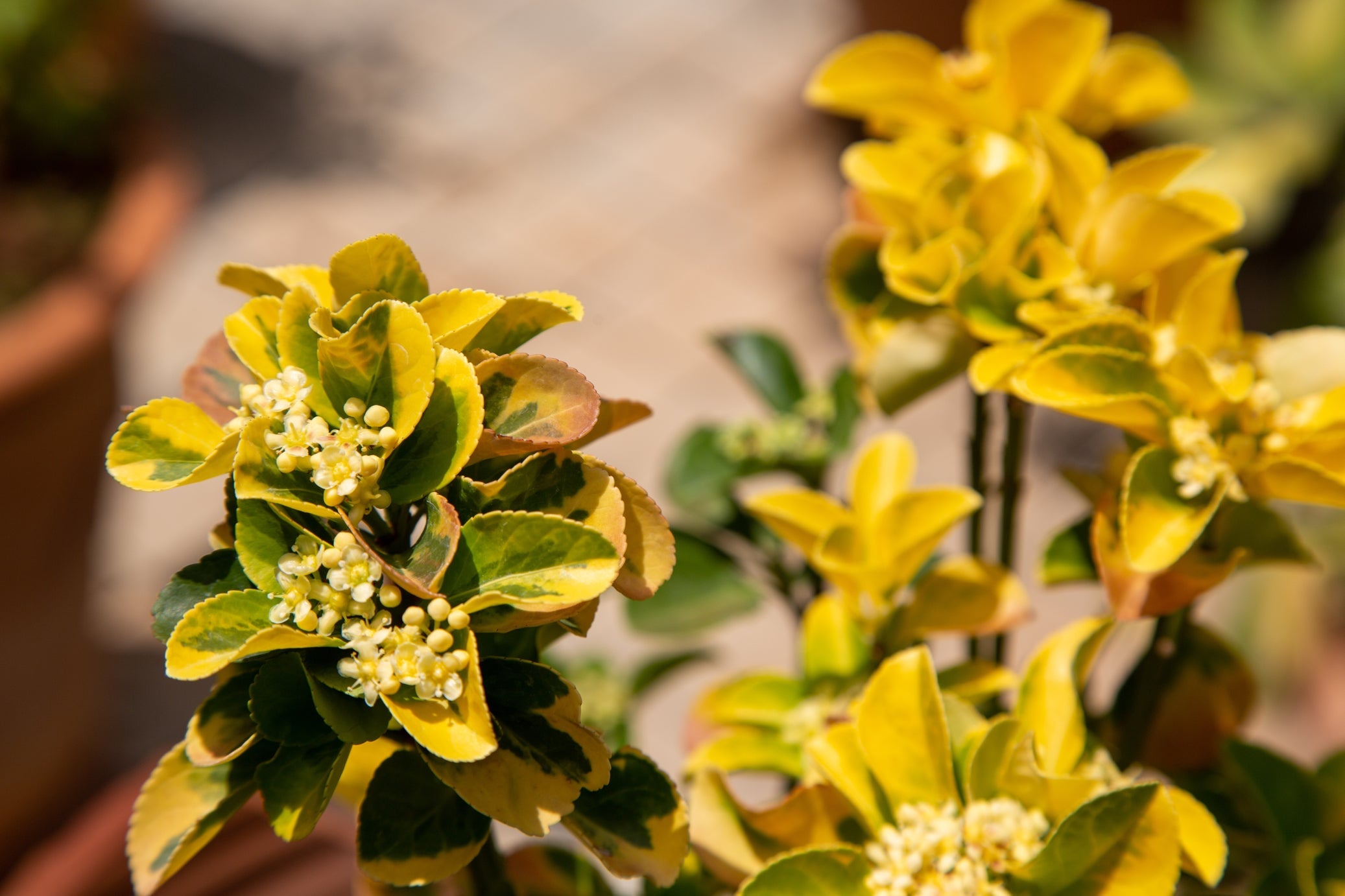 euonymus shrub with green and yellow variegated leaves