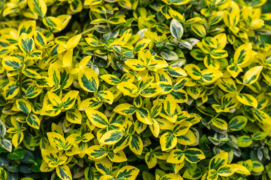 euonymus shrub with green and yellow variegated leaves growing outside
