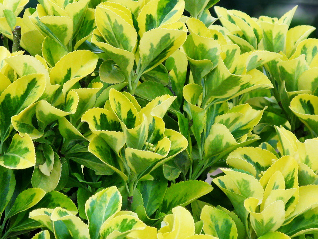 green and yellow variegated leaves from an euonymus shrub growing outdoors