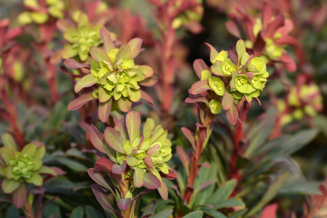 red and green foliage and ovate leaves on a euphorbia plant