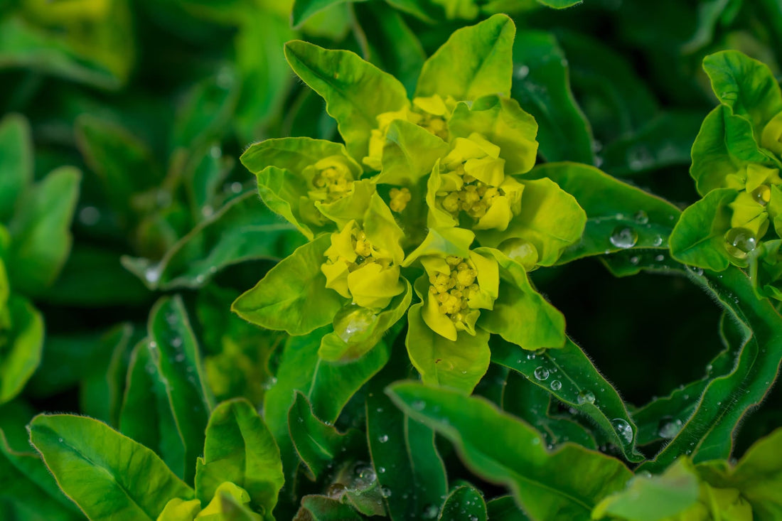 waxy leaves of a euphorbia plant with its ovate leaves growing in a rosette form