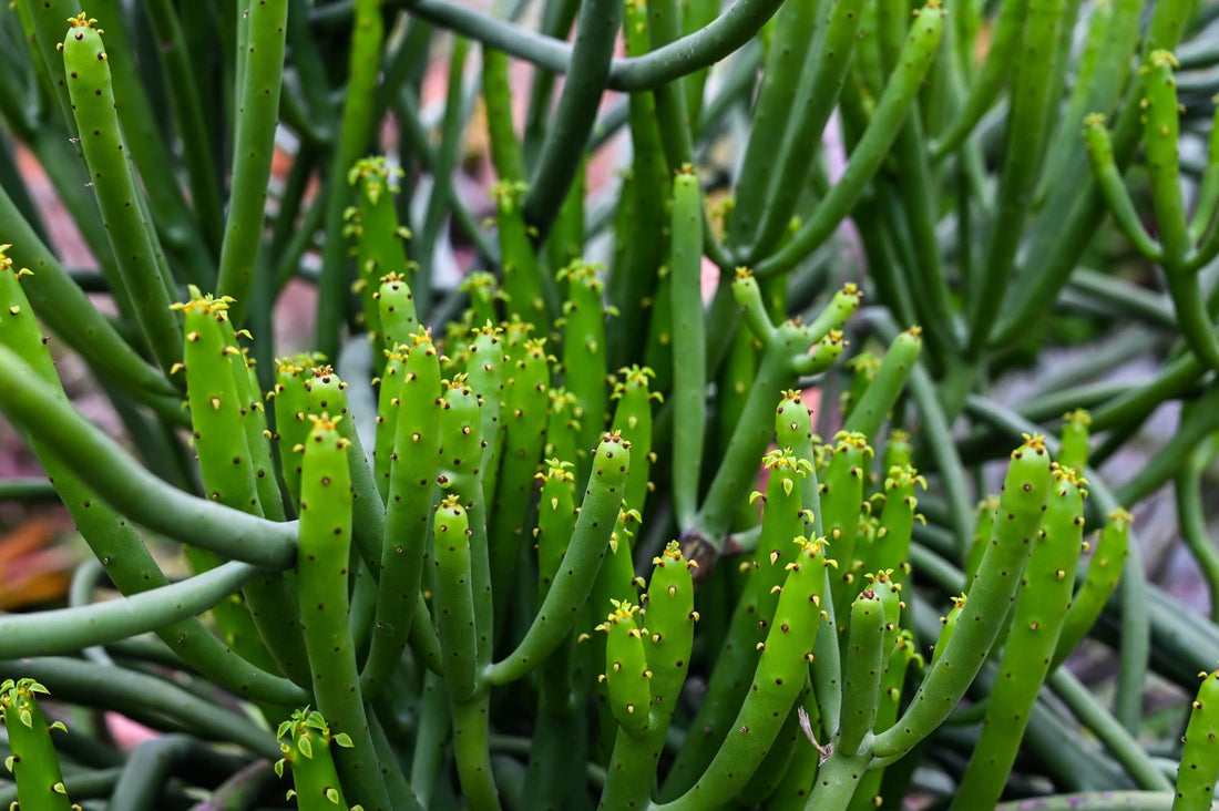 euphorbia variety with tubular, tall, thin succulent stems dotted with spikes