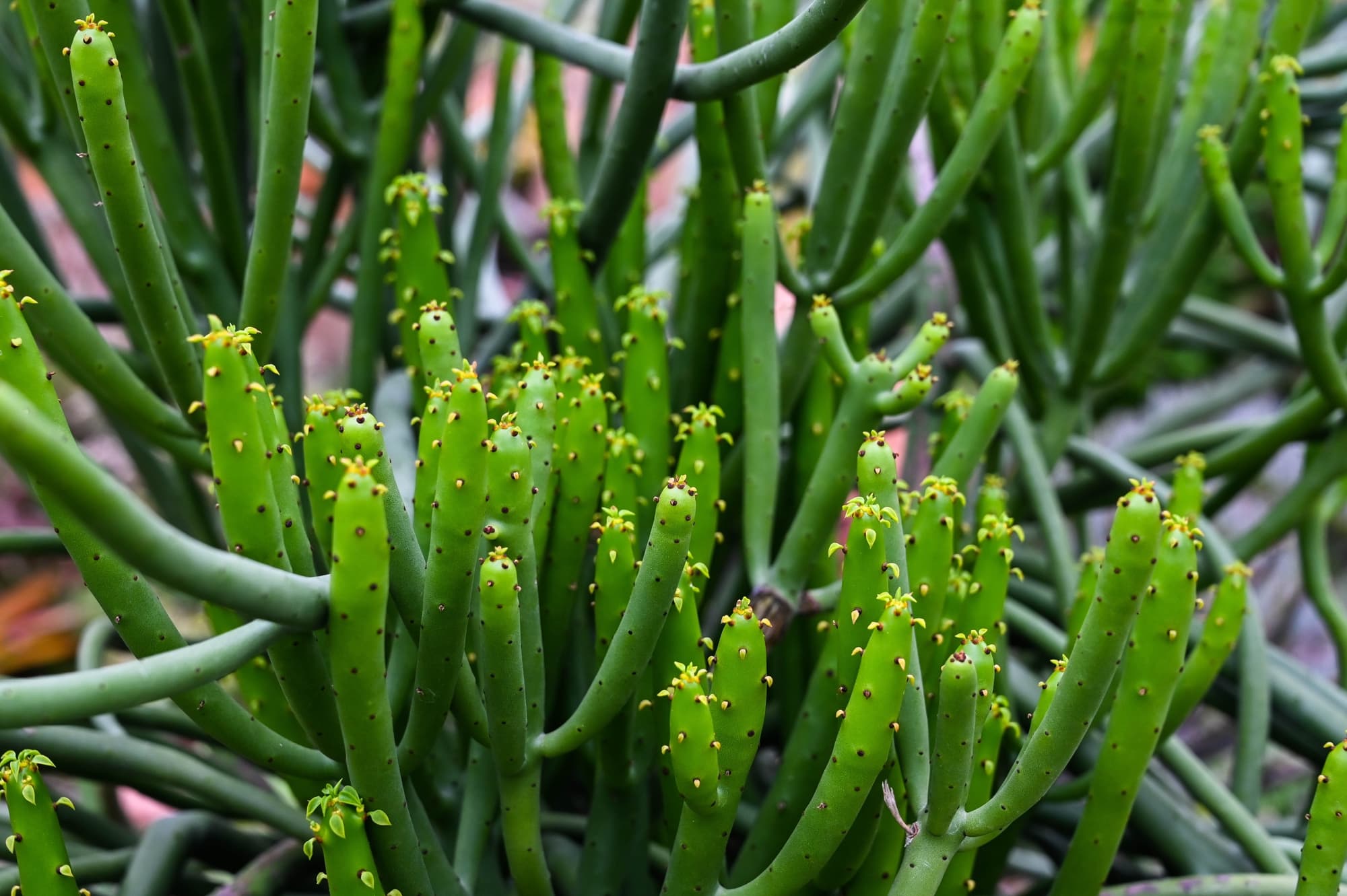 euphorbia variety with tubular, tall, thin succulent stems dotted with spikes