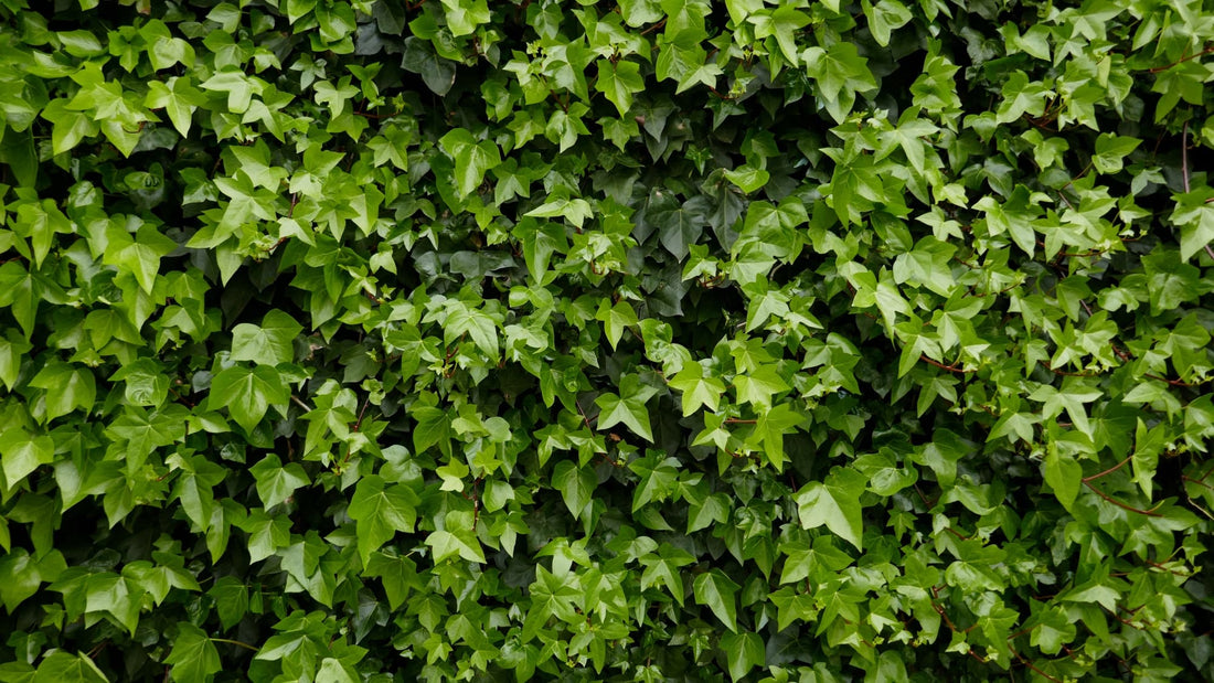 hedera helix shrub with palmate shaped leaves covering the wall it's growing against