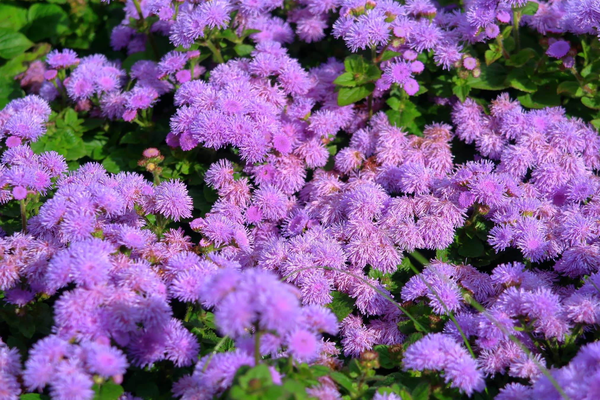 perennial garden plants with purple flowers