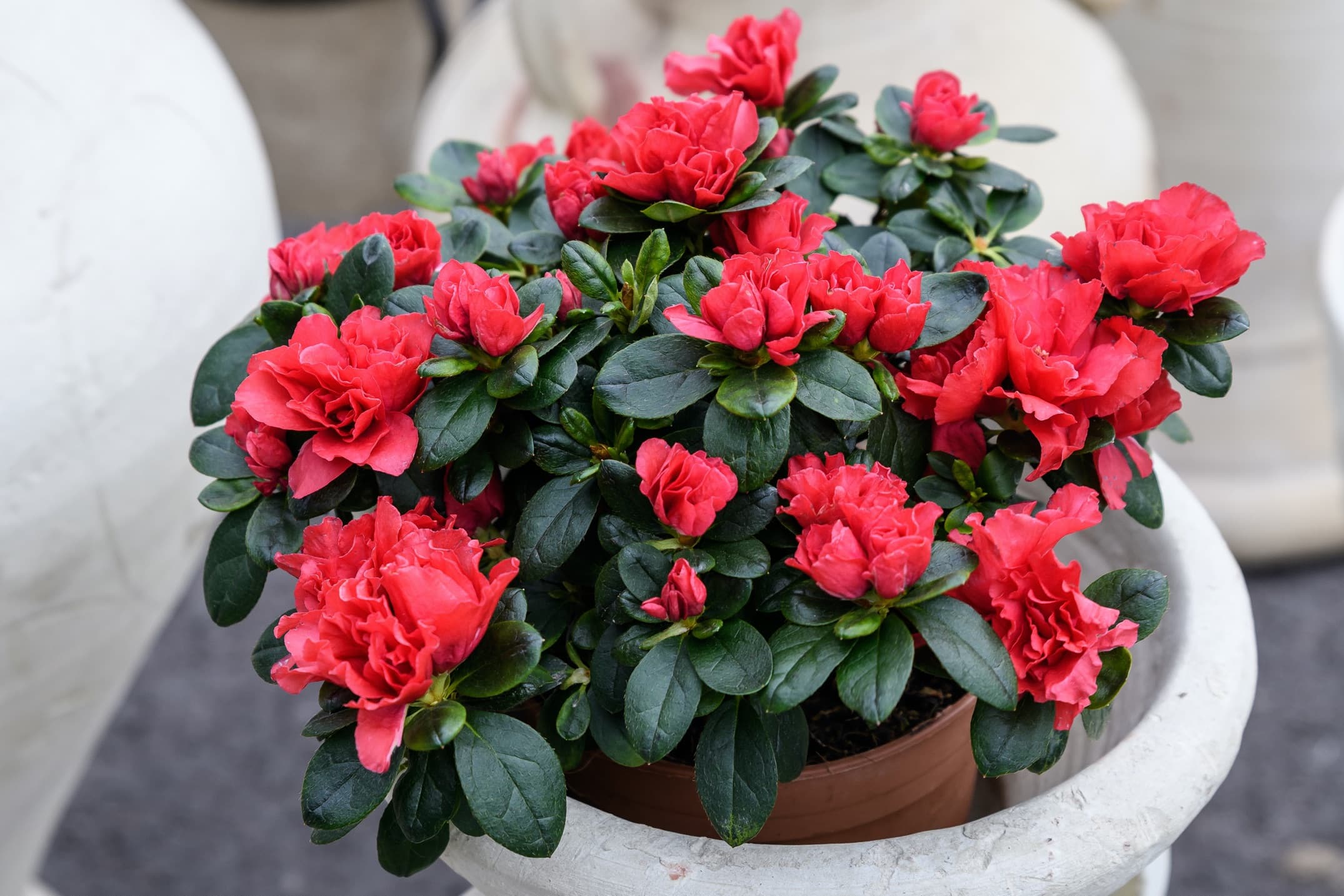 red azalea in a light grey pot