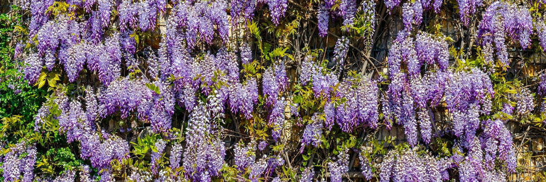 flowering purple Chinese wisteria