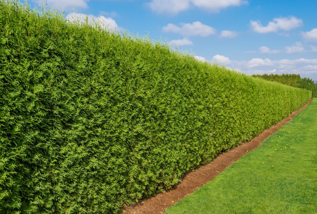 tall garden hedge with lawn