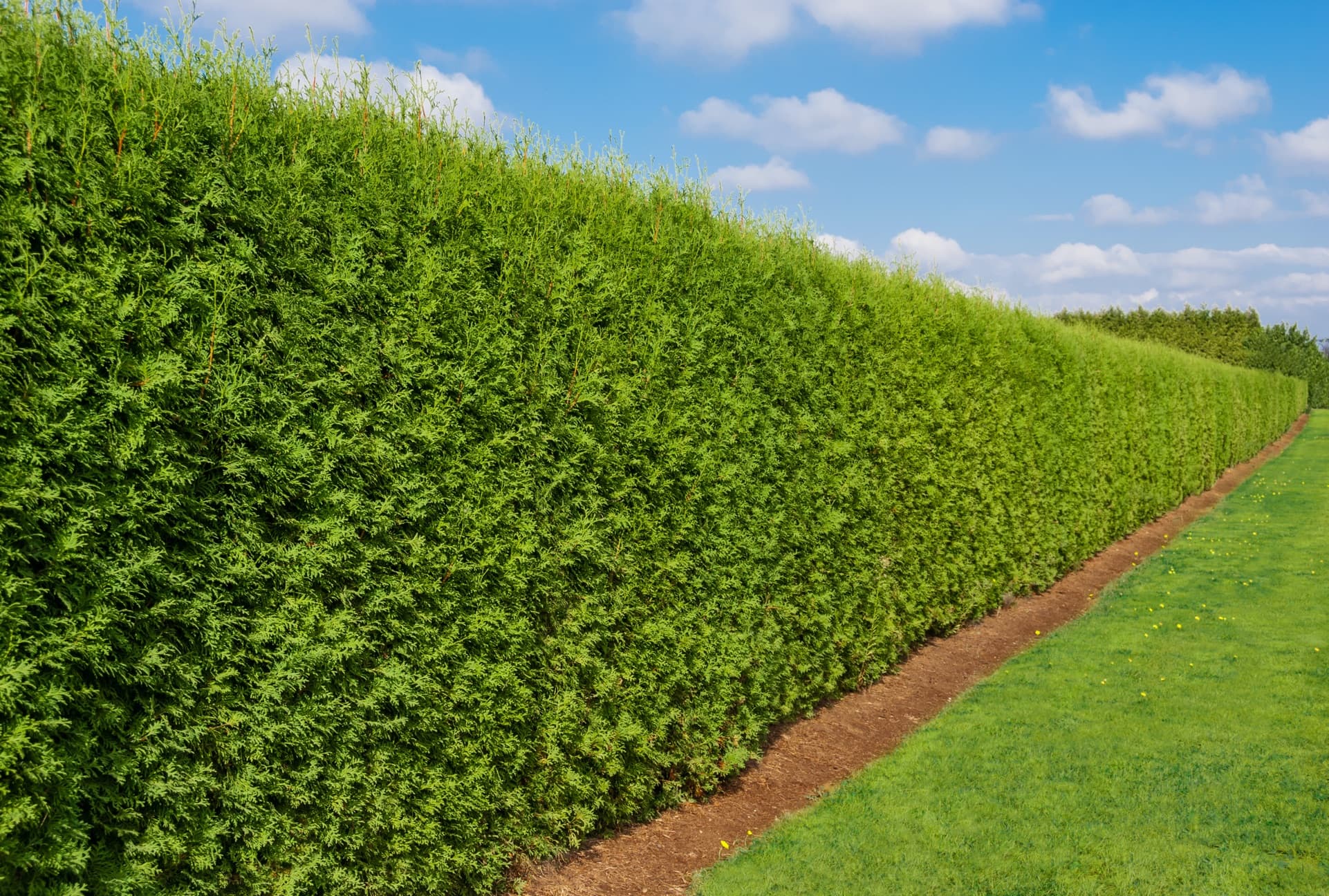 tall garden hedge with lawn