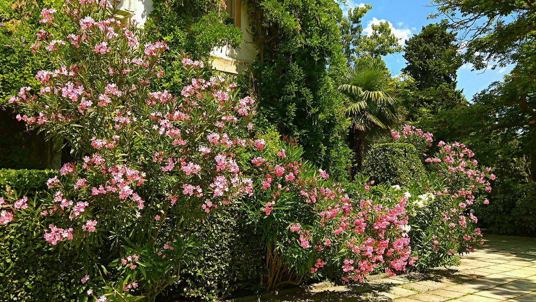 building with vines surrounded with gorgeous pink & white Oleander shrubs