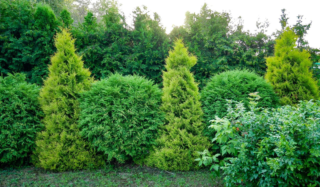 two types of thuja used as a garden hedge