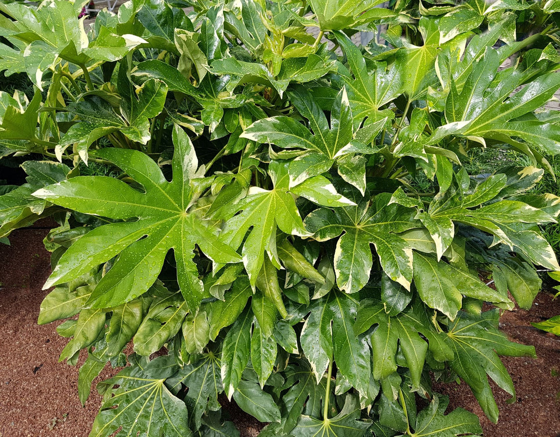 leaves of the fatsia japonica plant