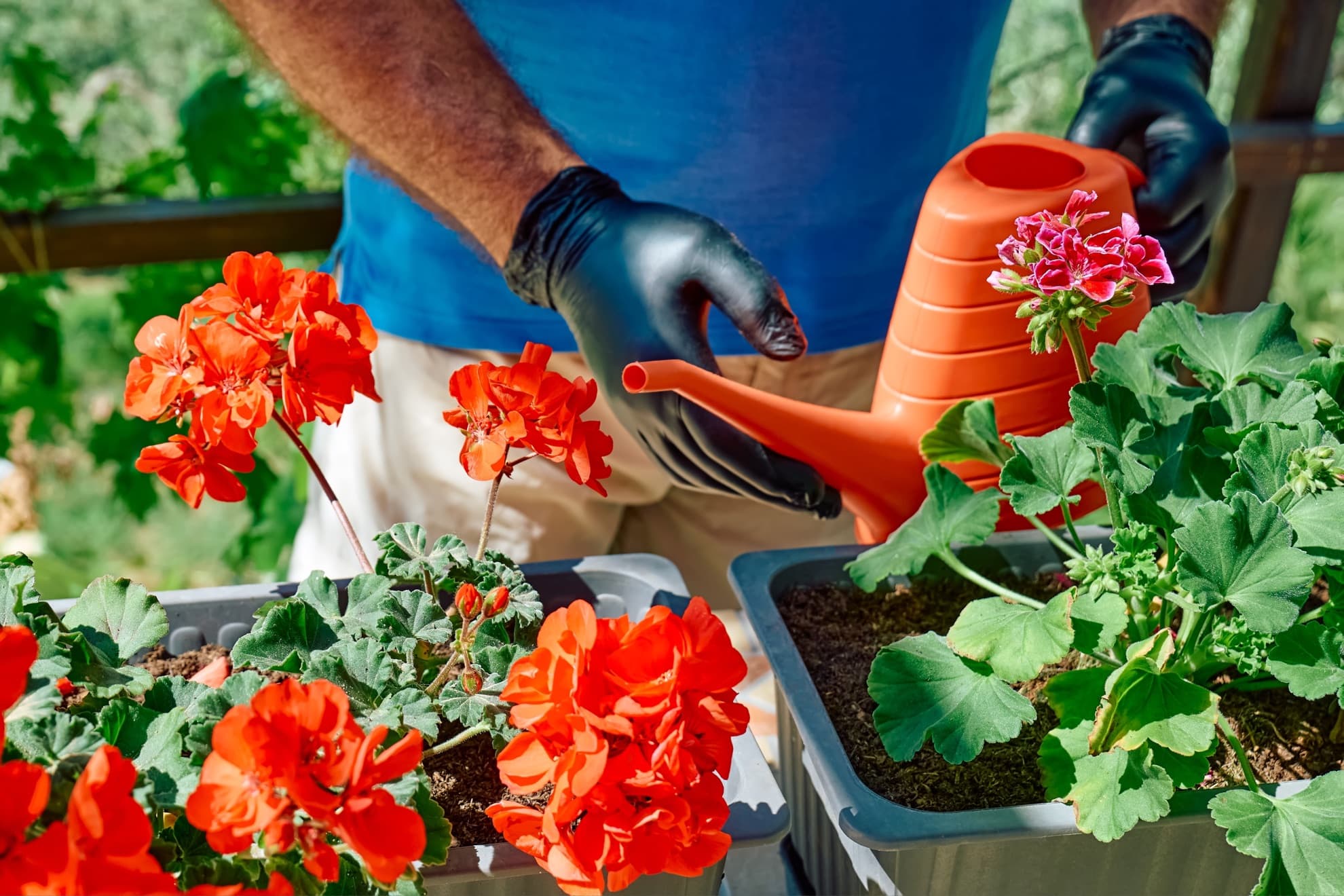 orange and pink flowering geraniums with an orange watering can shown in the background