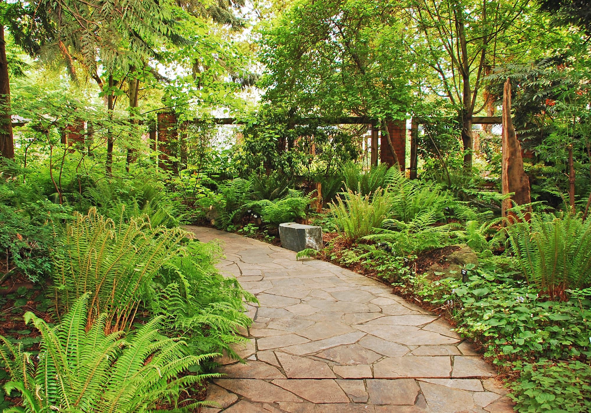 garden path with ferns either side