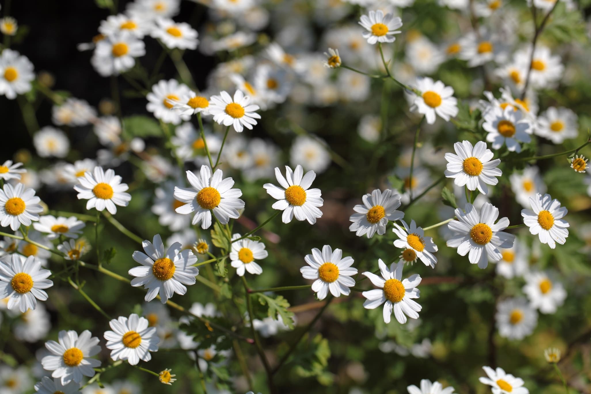 small white and yellow daisy-like flowers of feverfew