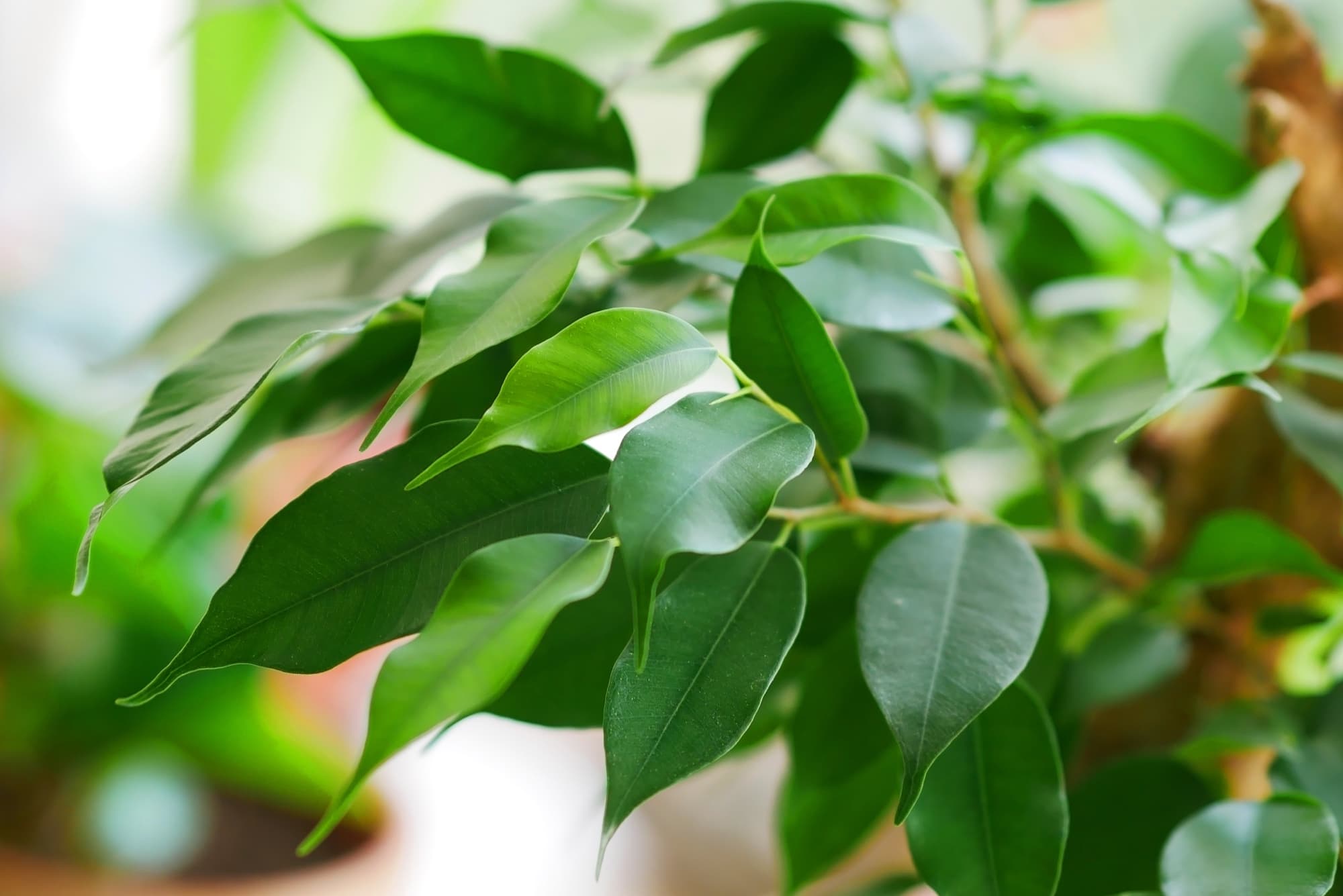 Ficus benjamina houseplant with wavy lanceolate leaves