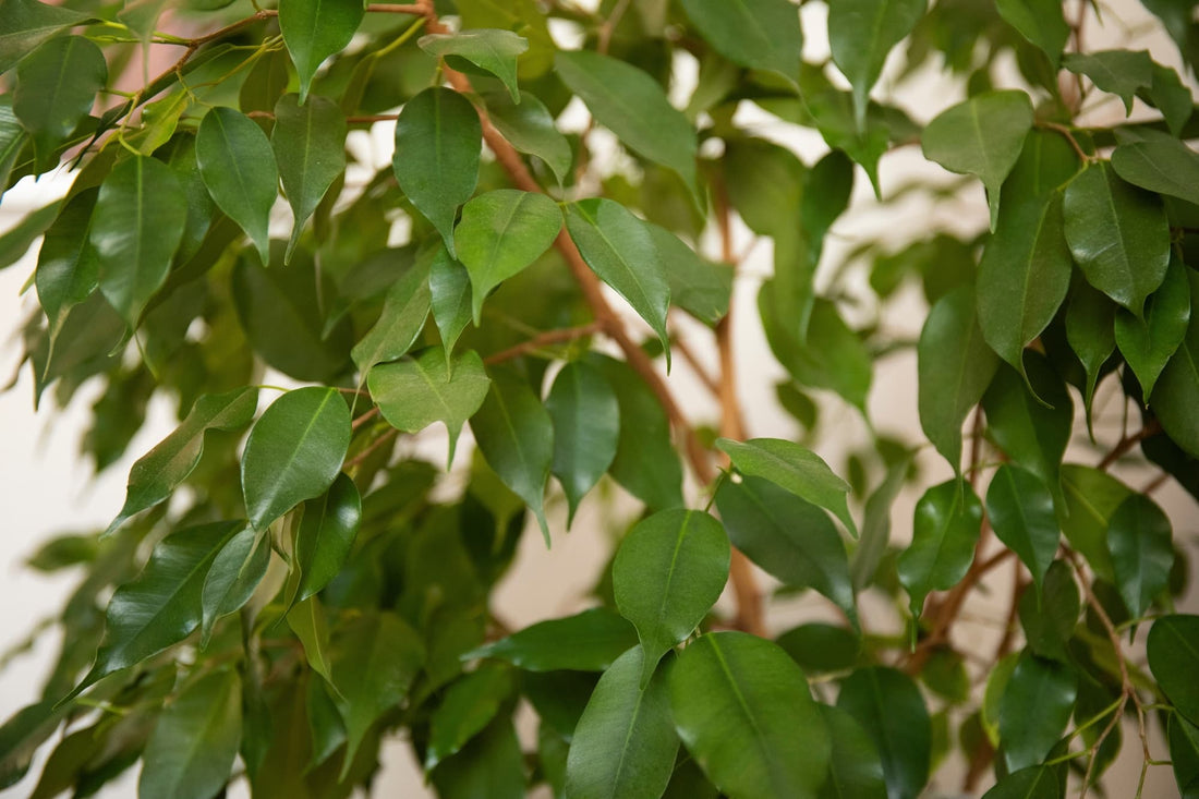 Ficus benjamina houseplant with lanceolate leaves growing in front of a wall