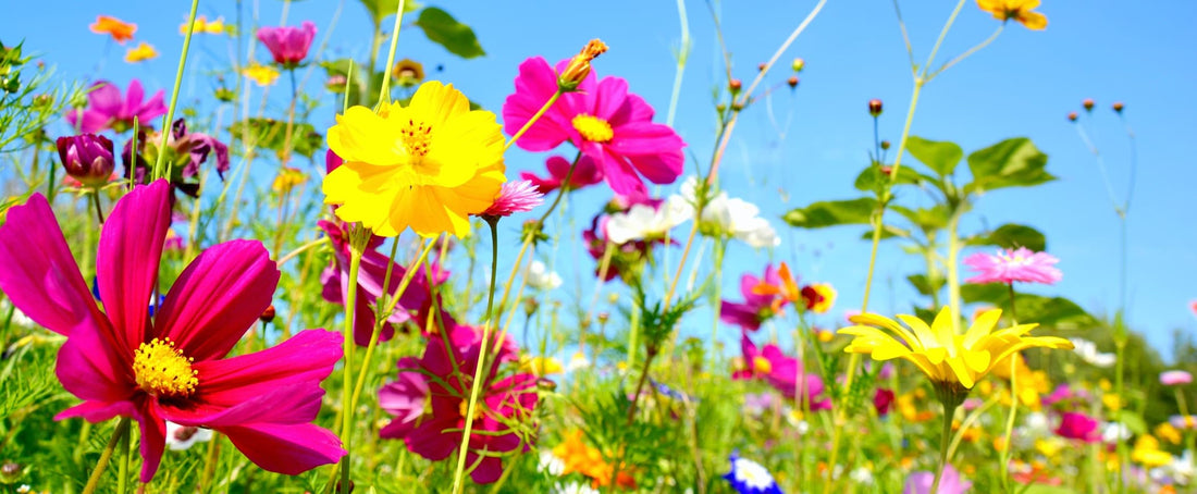 summer flower meadow in pinks and yellows